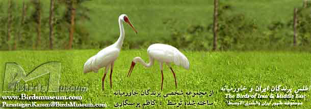 The Birds of Iran and Middle East